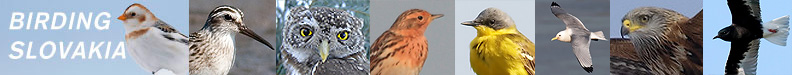 Birding Slovakia