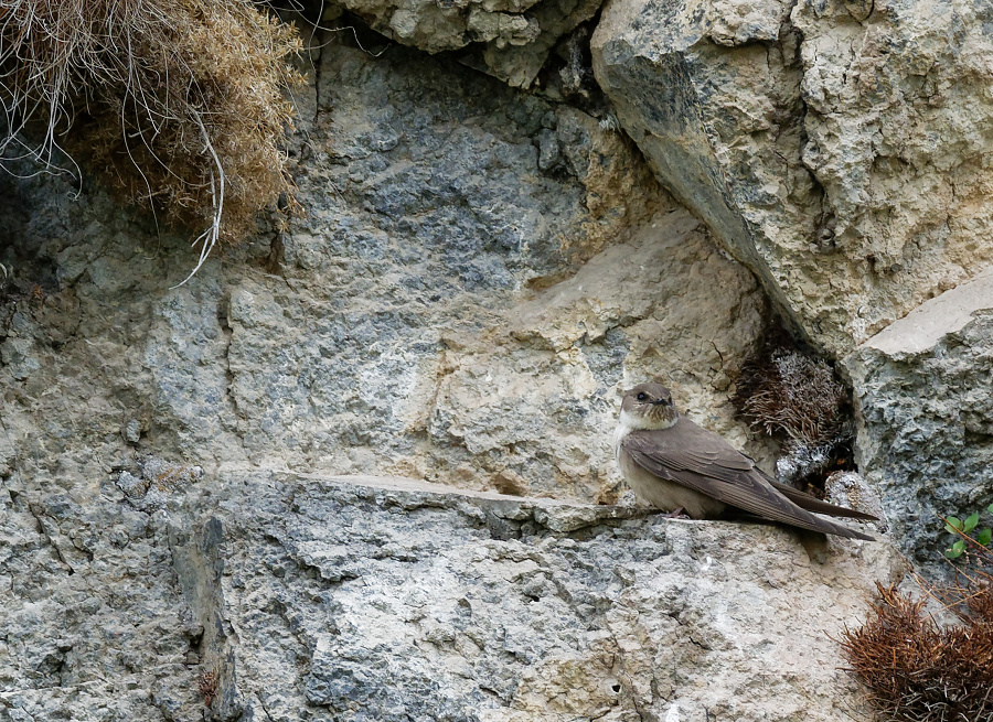 ptyonoprogne rupestris