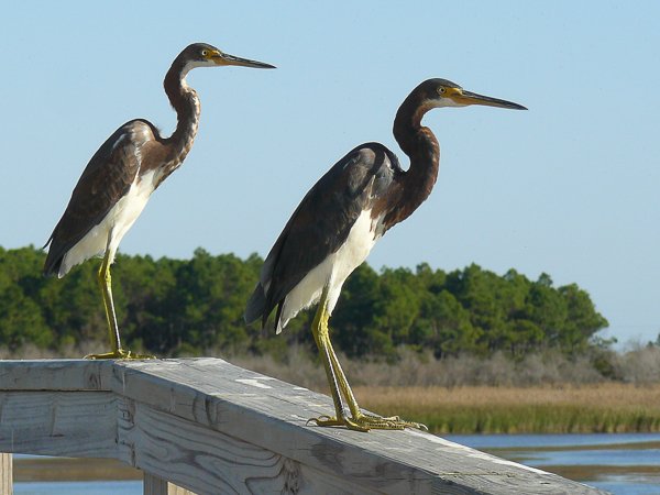 005 Tricolored Heron