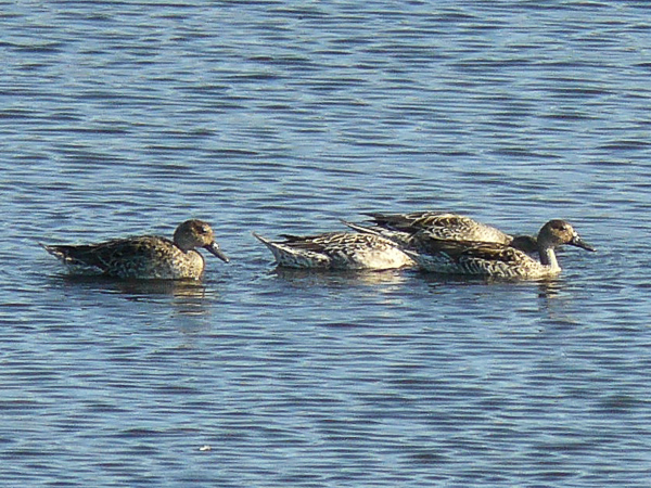 006 Northern Pintail