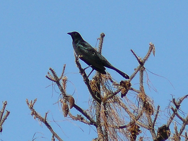 015 Boat tailed grackle
