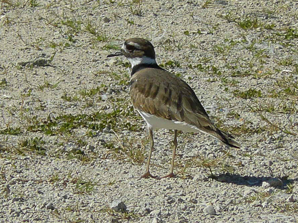 021 Killdeer