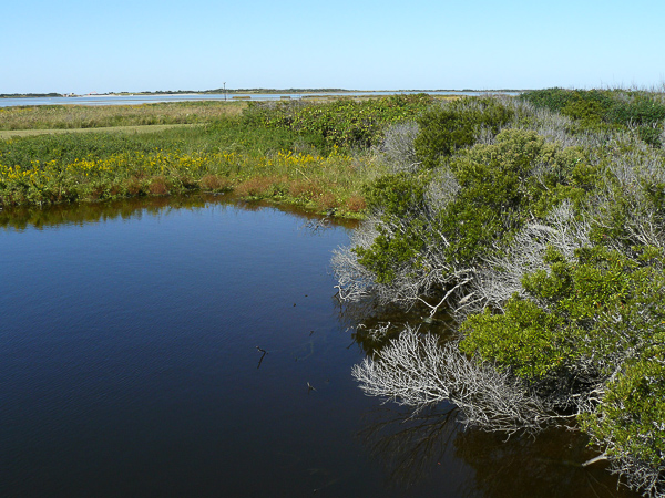 022 jazier na okraji Pea Island WLR