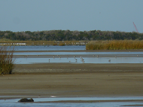 026 Pea Island - severne jazero