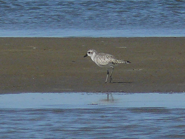 032 Black Bellied Plover
