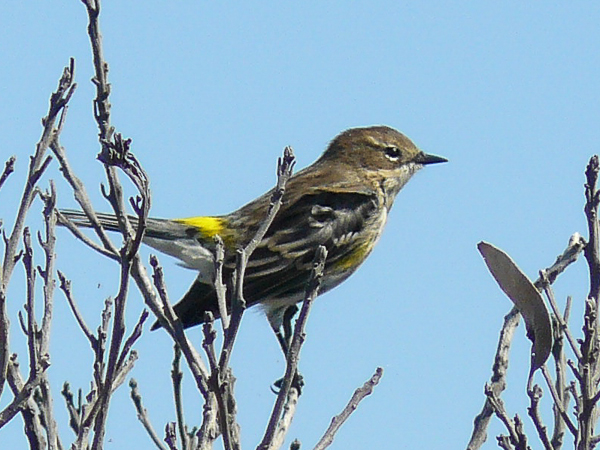 033 Yellow Rumped Warbler