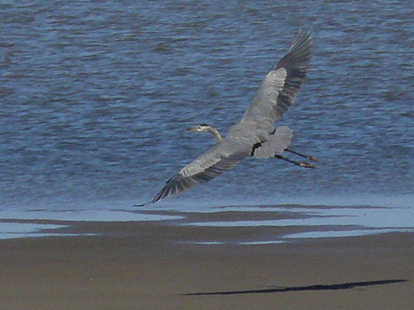 037 Great Blule Heron