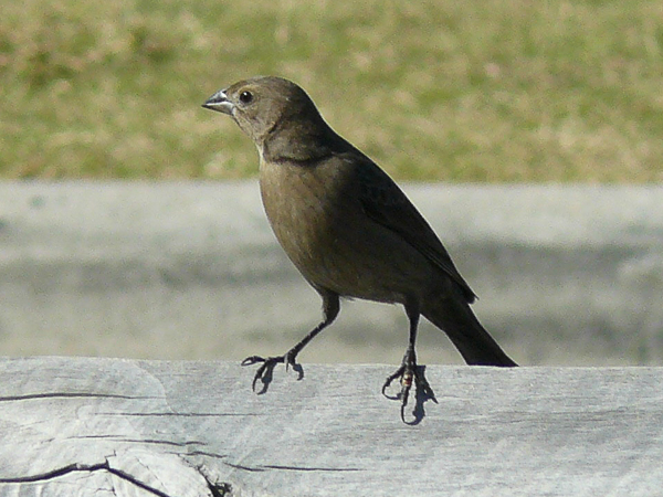 038 Brown headed Cowbird