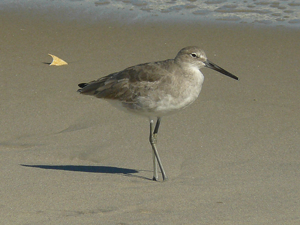 042 Willet