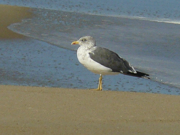 045 Lesser BB Gull - graellsii