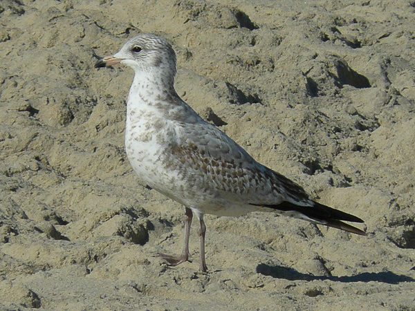 047 Ring-biled Gull imm