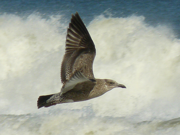 050 Lesser BB Gull juv