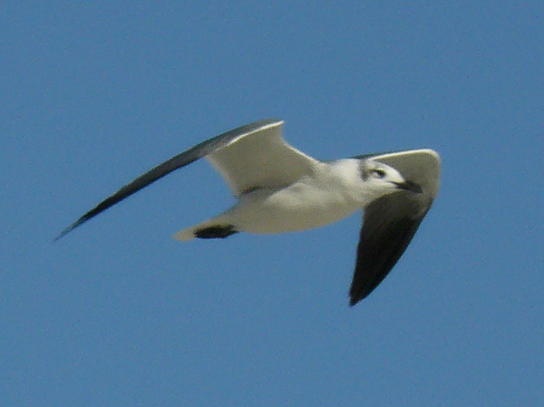 051 Laughing Gull 2nd winter