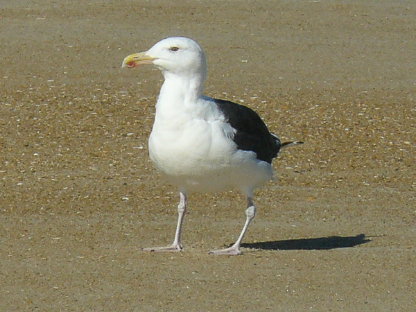 052 Greater BB Gull adult