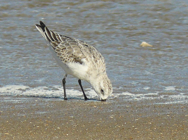 053 Sanderling