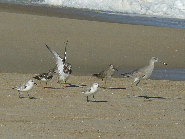 054 WAders in group
