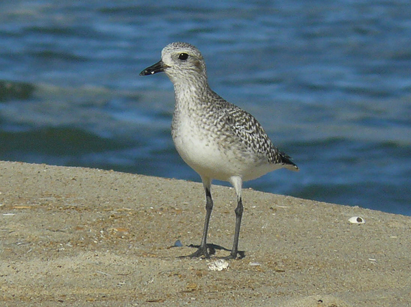 055 Black bellied Plover
