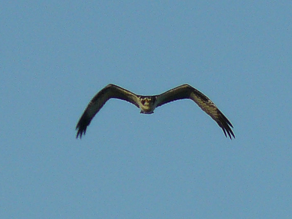 061 Osprey