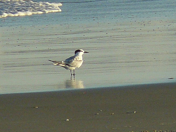 063 Sandwich Tern