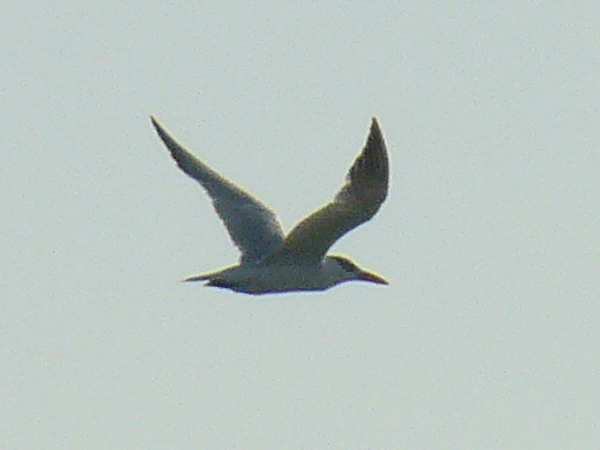 067 Caspian Tern