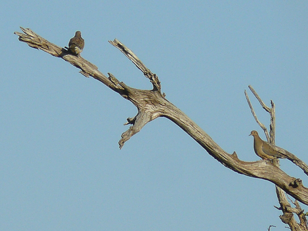 069 Mourning Dove
