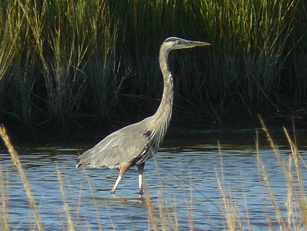 070 Great Blue Heron