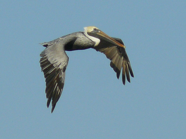 071 Brown Pelican
