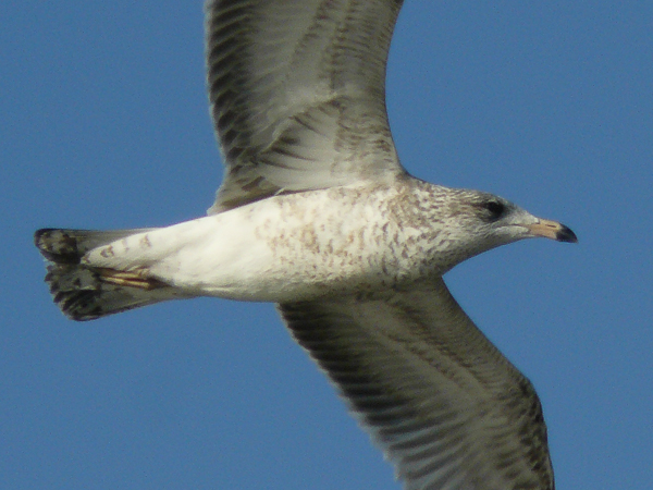080 Ring billed Gull imm