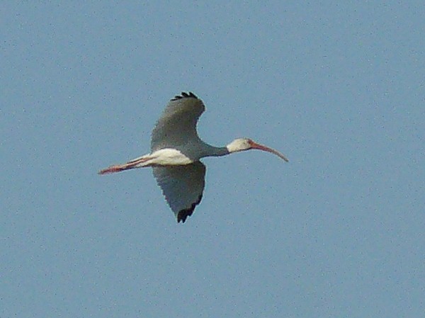083 White Ibis