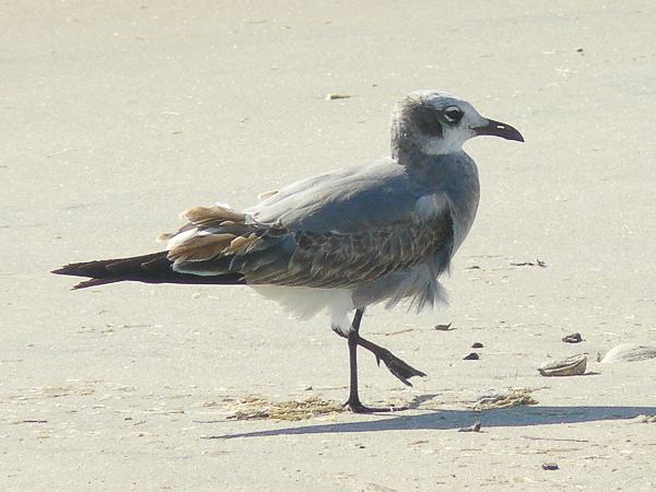 089 Laughing Gull imm