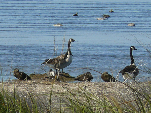 090 Canada Goose and Black Duck