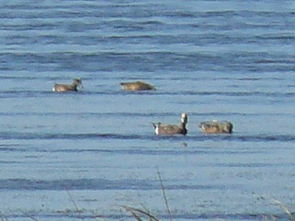 092 American Wigeon