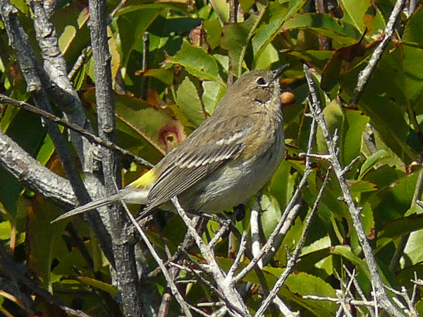 095 Yellow rumped Warbler