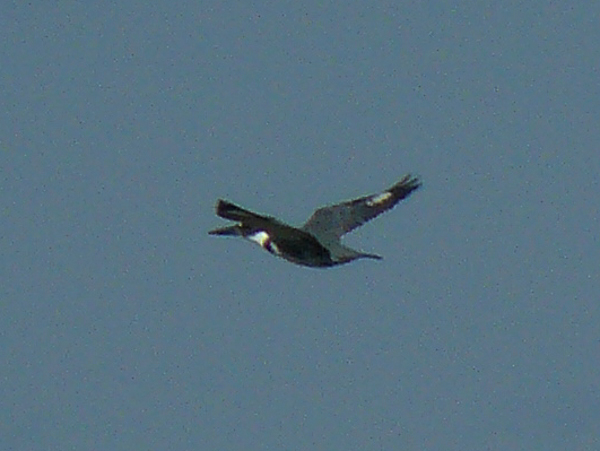 098 Belted Kingfisher