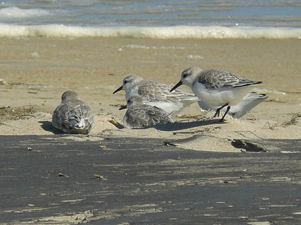 099 Sanderlings