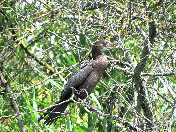 kormoran