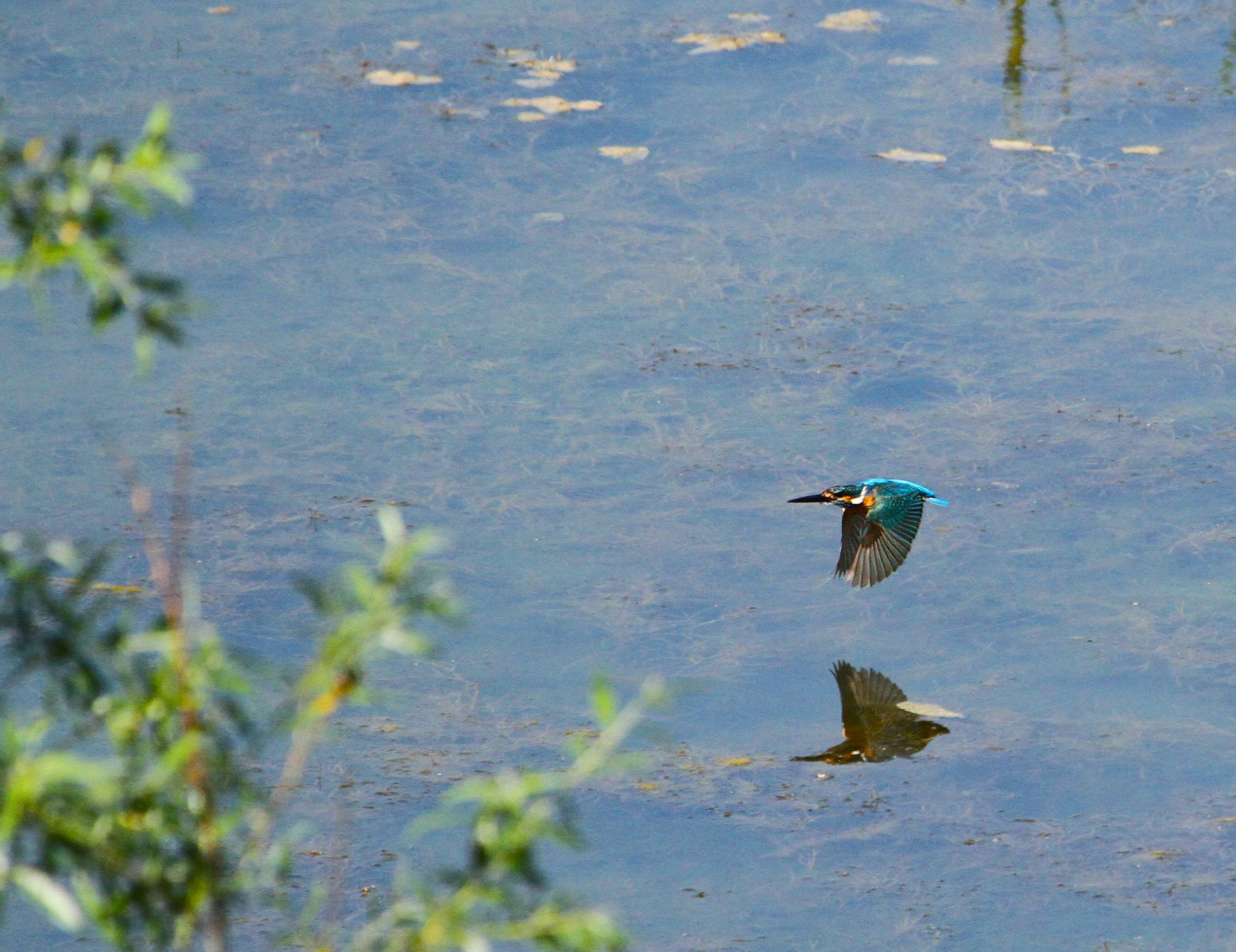 Alcedo athis