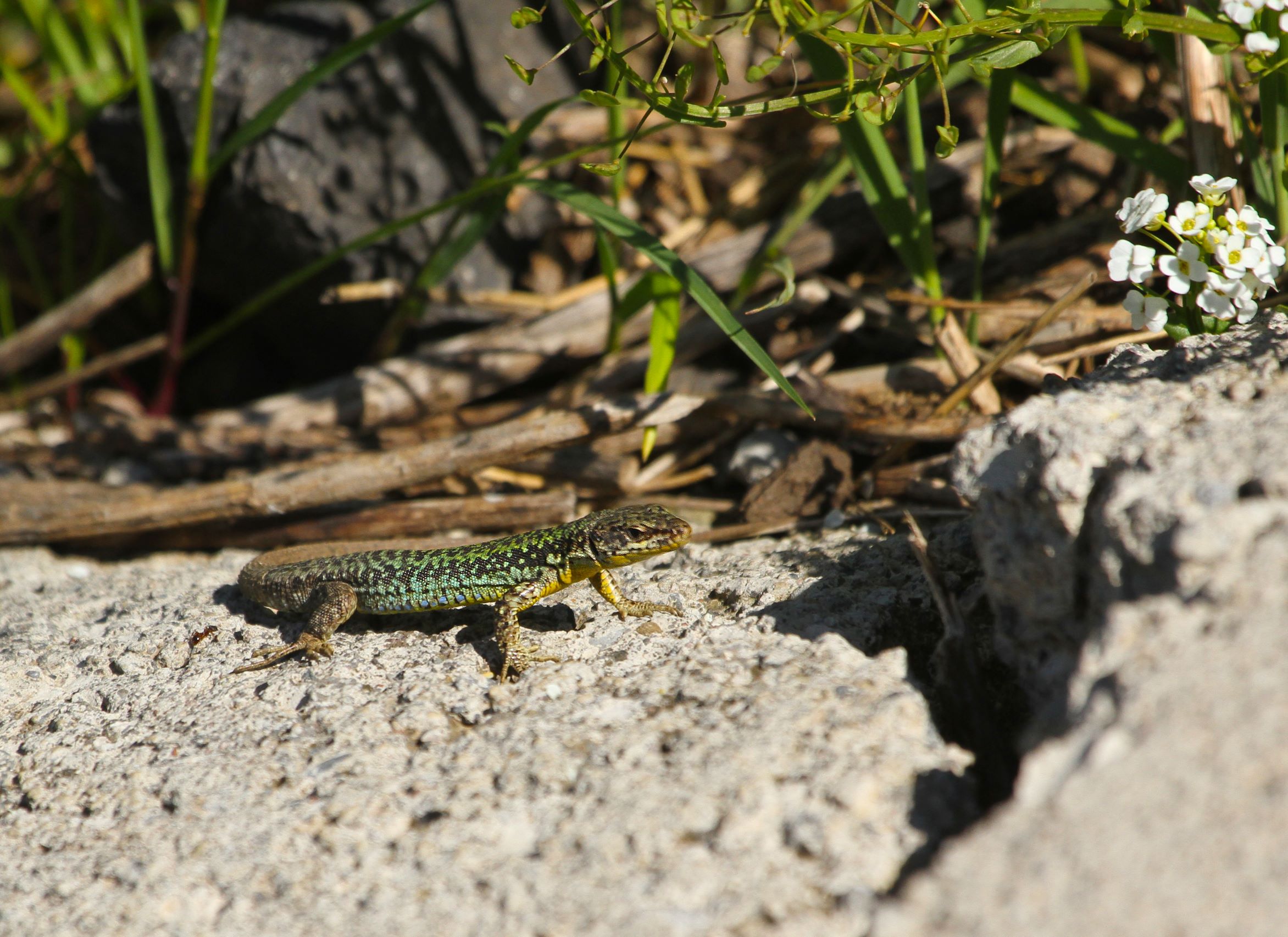 Darevskia rudis