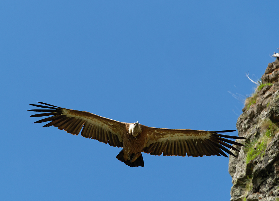Gyps fulvus