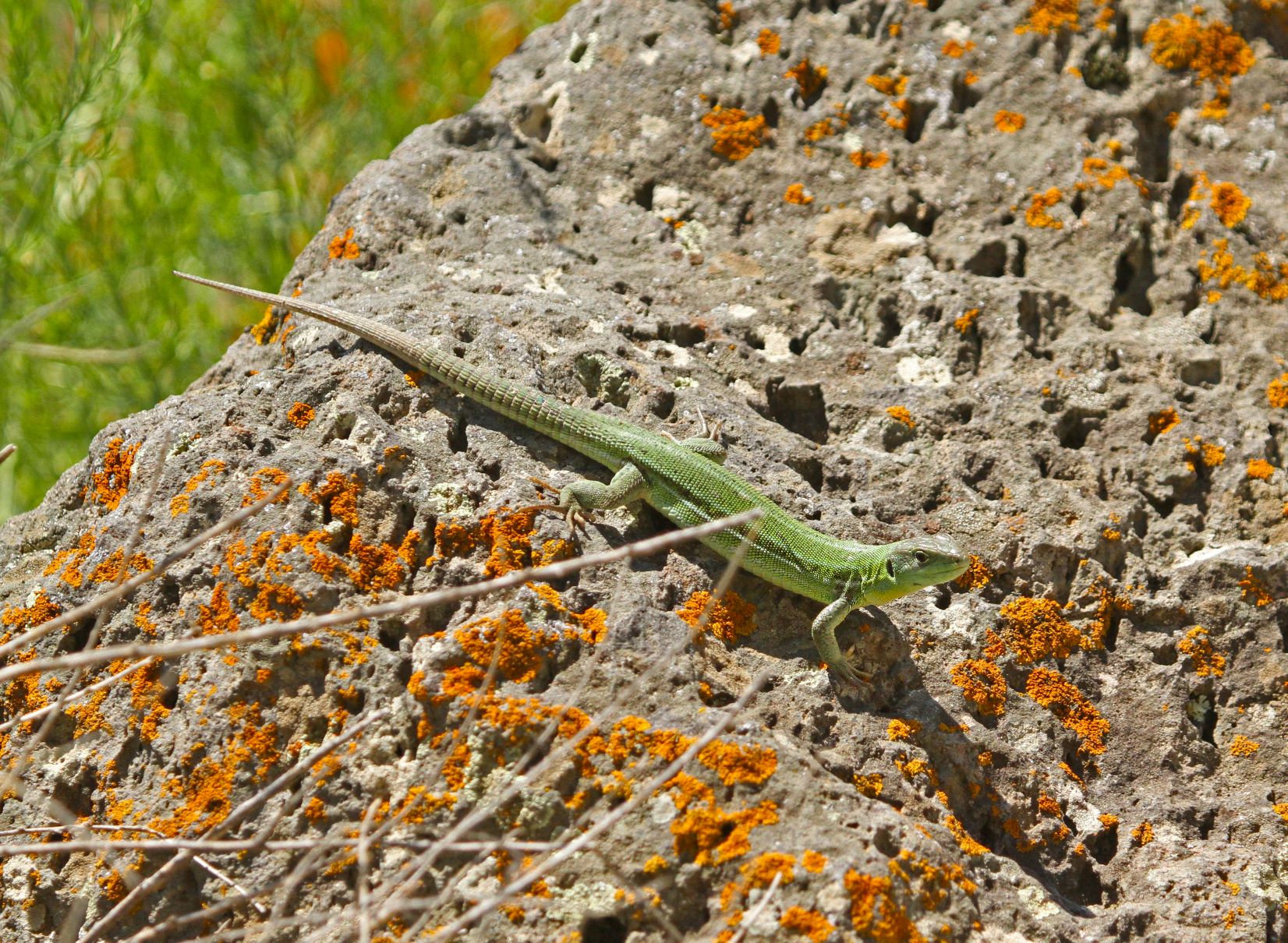 Lacerta strigata