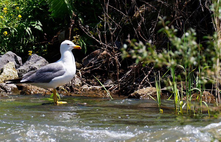 Larus armenicus