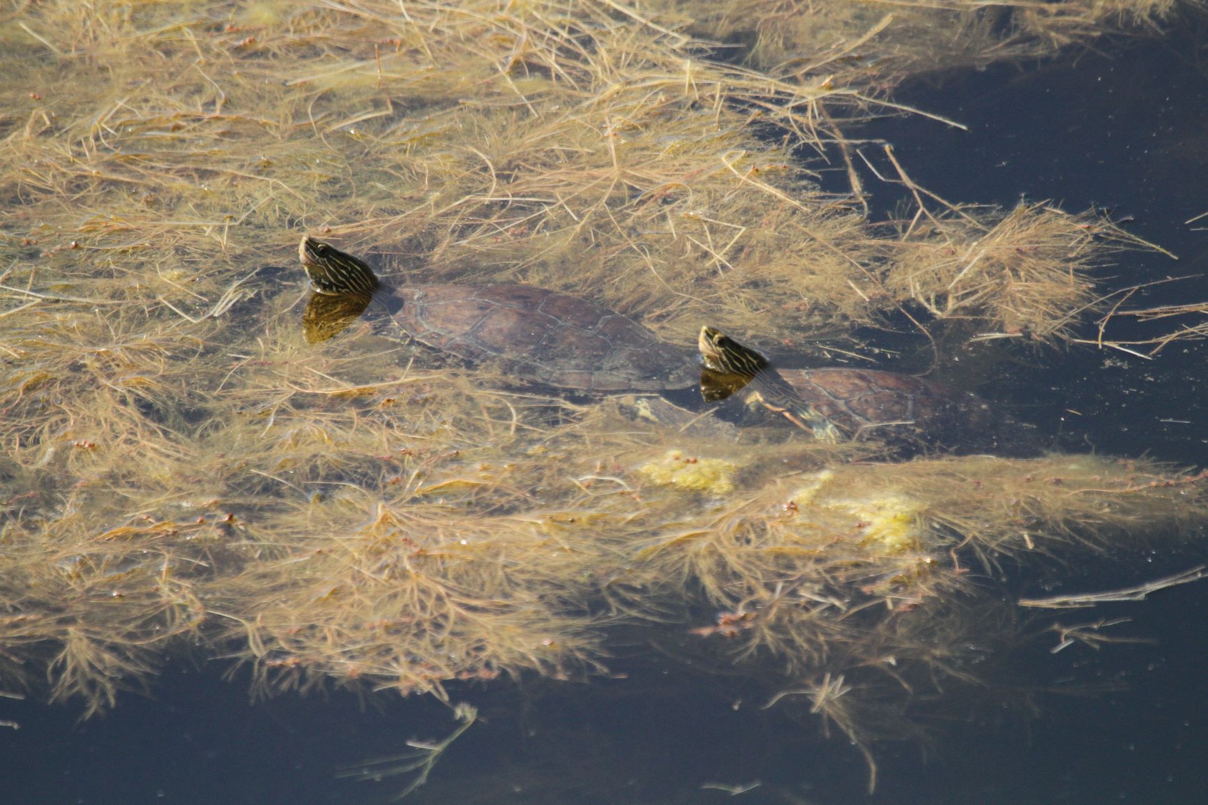Mauremys caspica