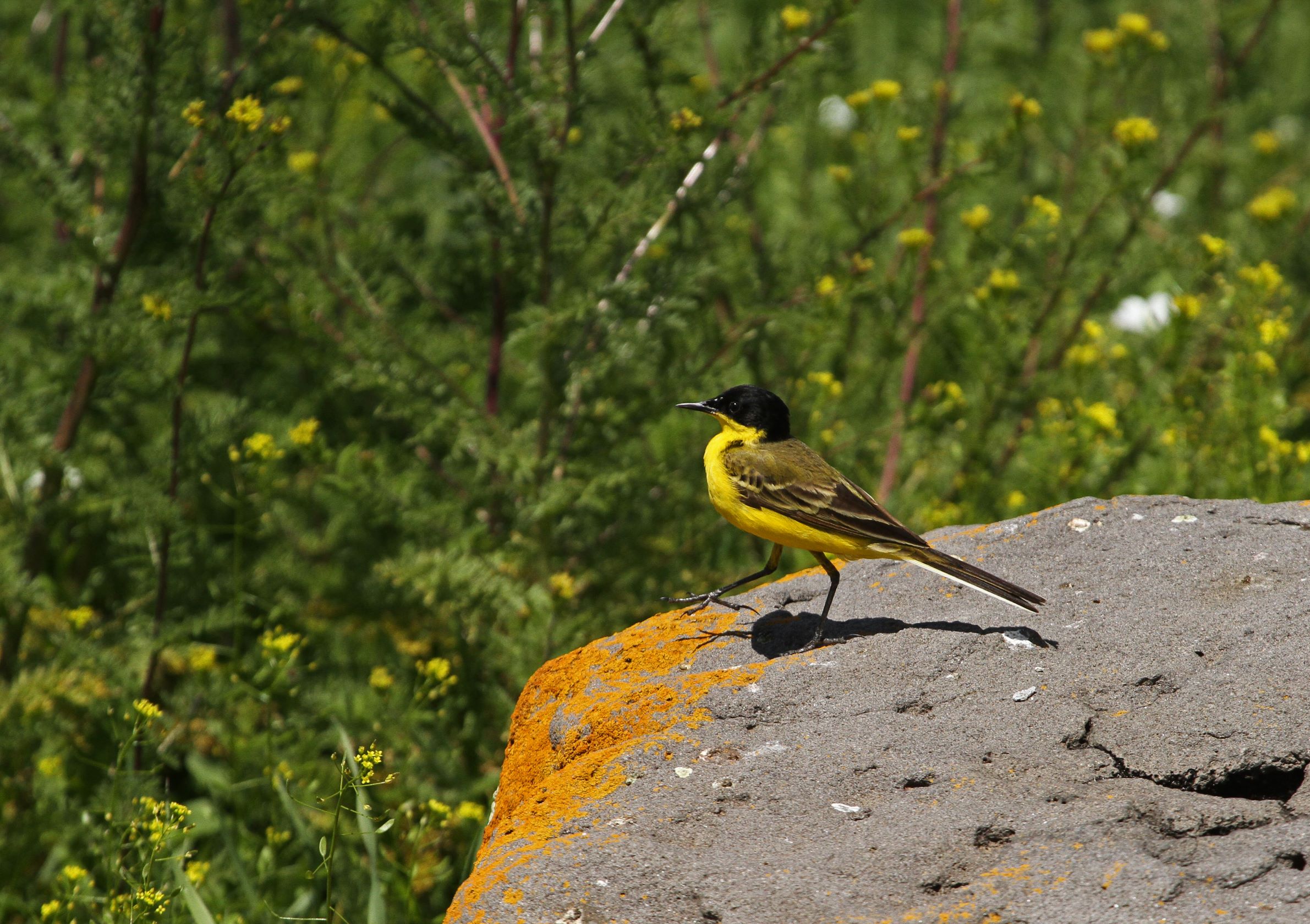Motacilla flava feldegi