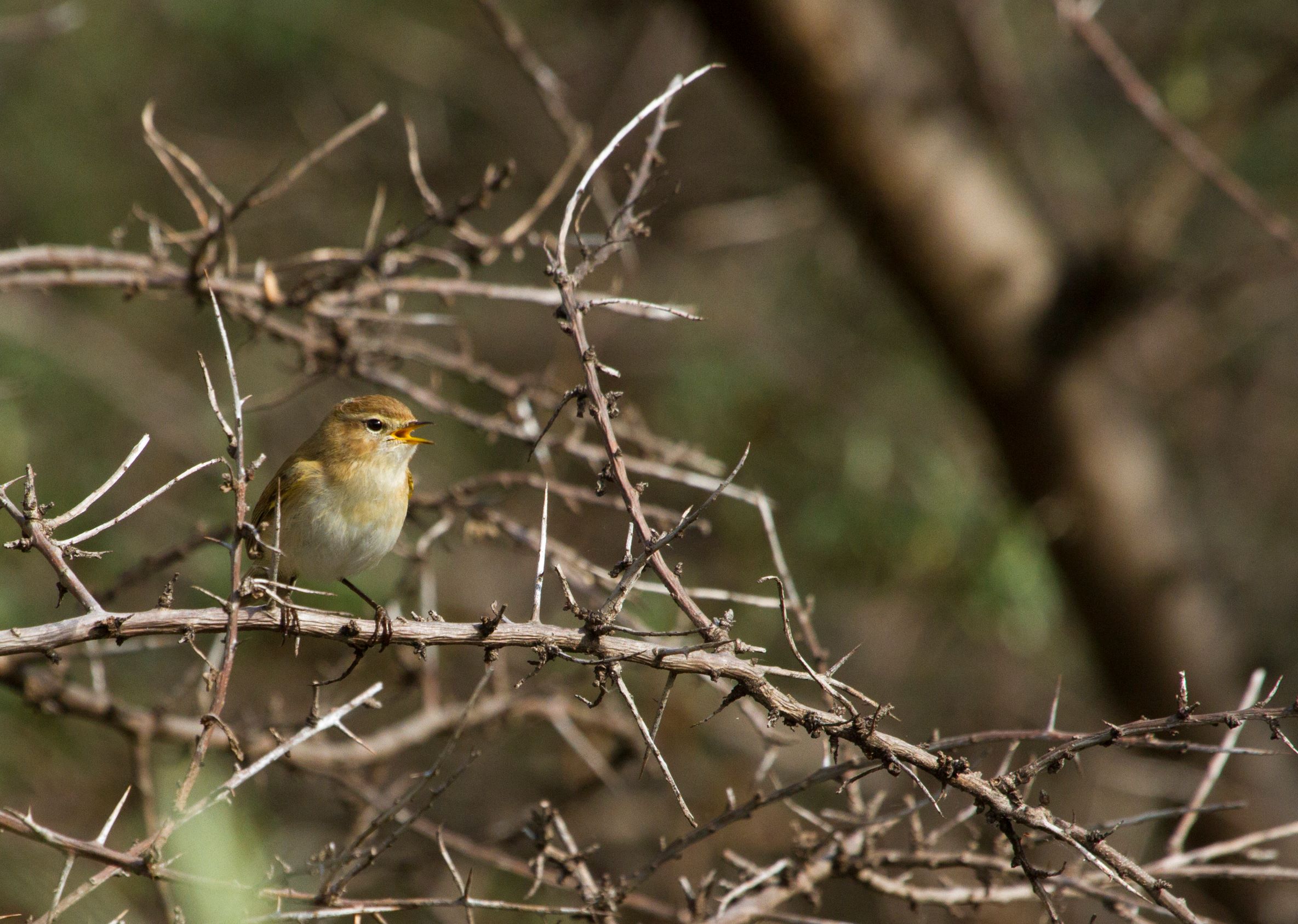 Phylloscopus lorenzii