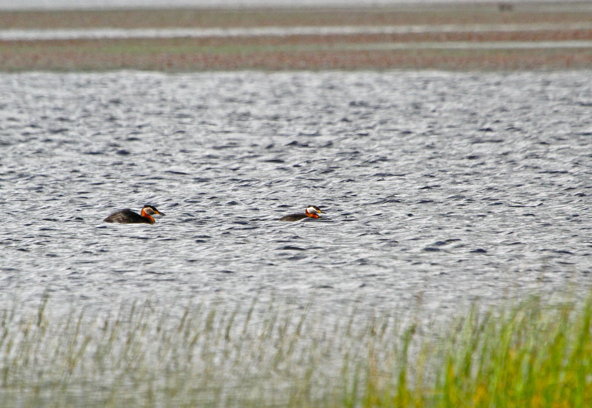 Podiceps grisegena