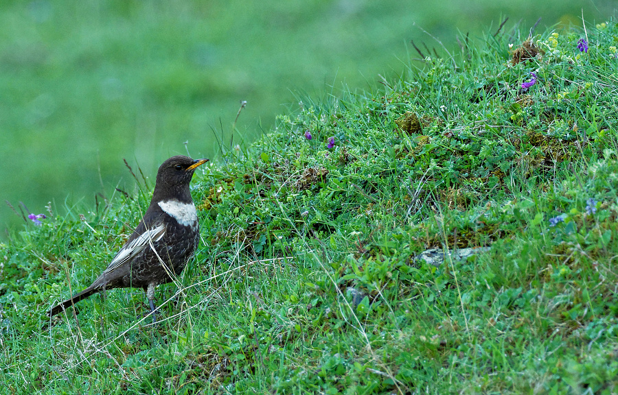 Turdus torquatus