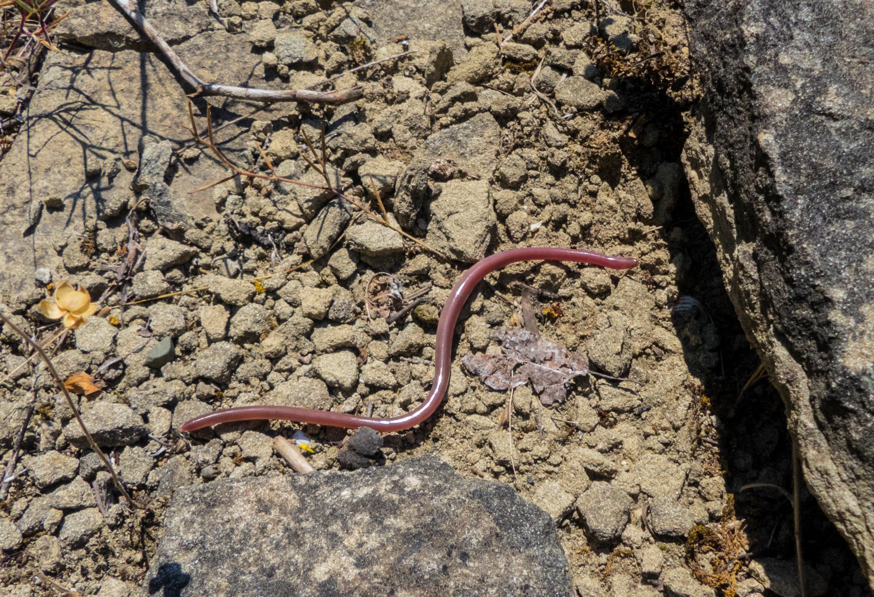 Xerotyphlops vermicularis