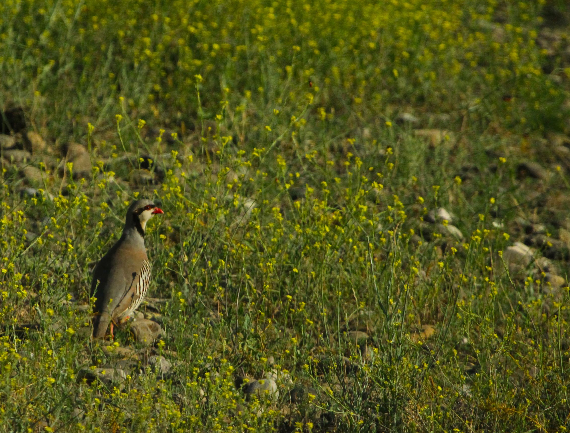alectoris chukar