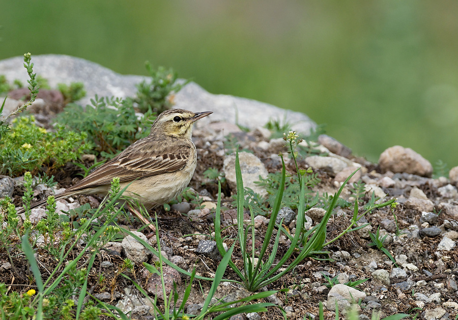anthus campestris