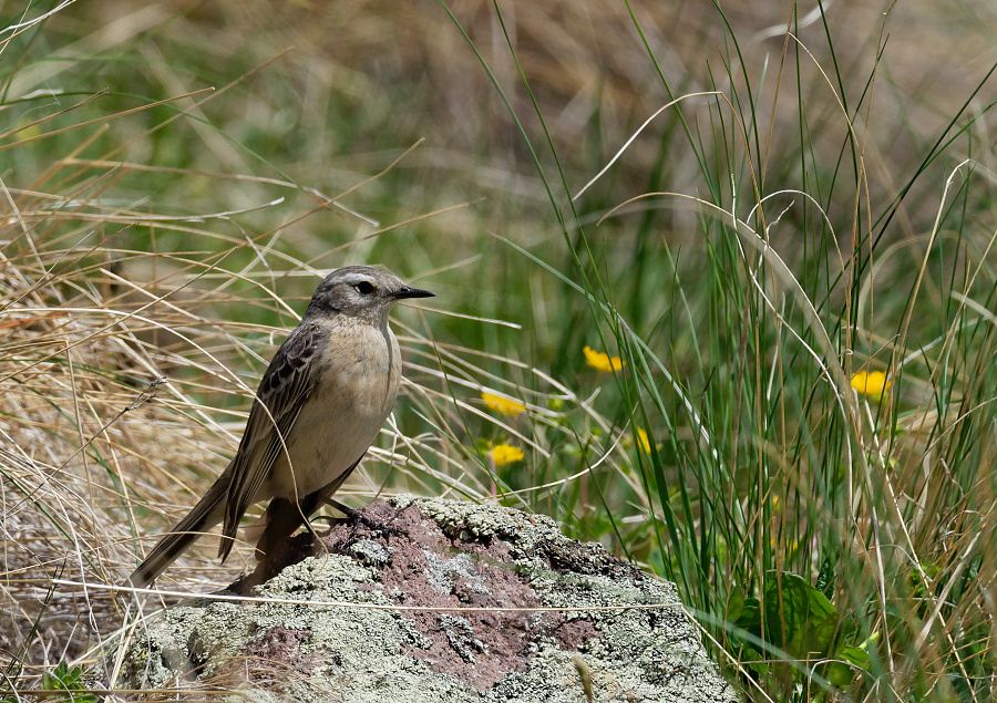 anthus spinoletta